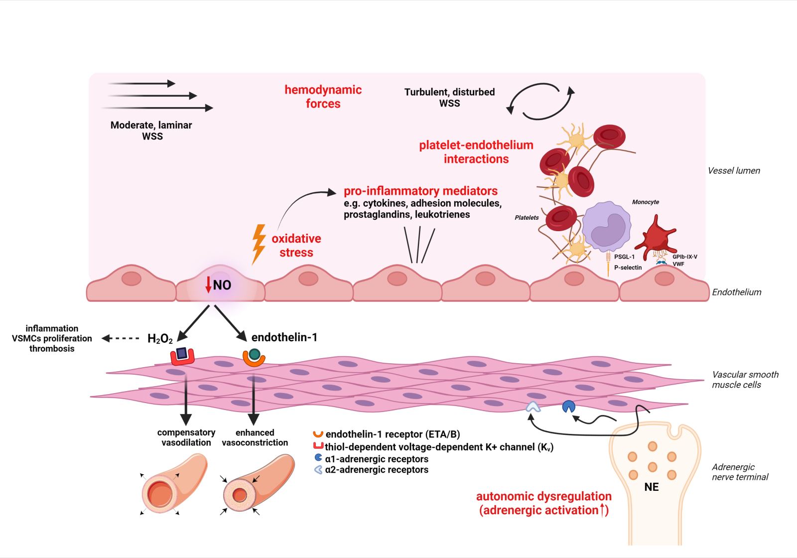 coronary-microvascular-dysfunction-implications-in-ischemic-heart